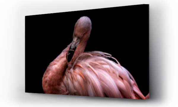 Wizualizacja Obrazu : #384816071 portrait of a flamingo against a black background
