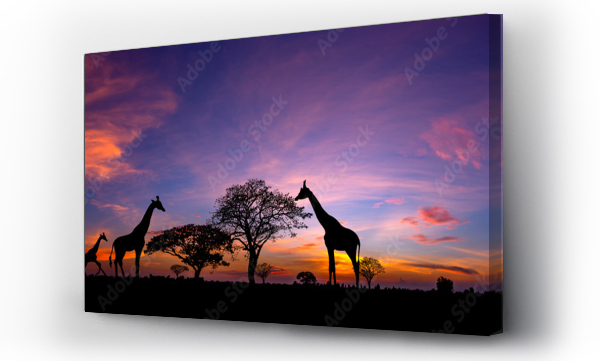 Panorama sylwetka Żyrafa rodzina i drzewo w Afryce z zachodem słońca.Drzewo sylwetka na tle zachodzącego słońca.Typowy afrykański zachód słońca z drzew akacjowych w Masai Mara, Kenia