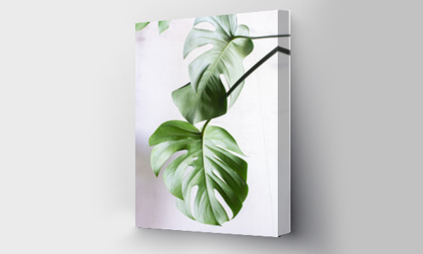 monstera