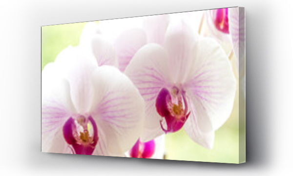 biała orchidea, białe kwiaty, Kwiaty, Kwiaty białe, Kwiaty storczyki, Storczyk, Storczyki