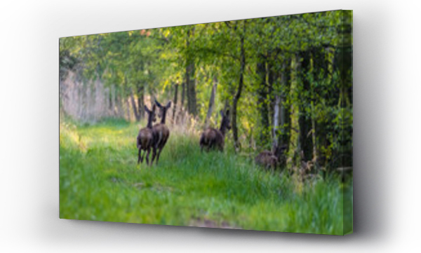 Wizualizacja Obrazu : #387593239 Jelenie szlachetne Cervus elaphus i zielona trawa, zwierz?ta uciekaj? przez las