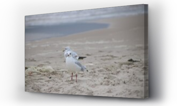 bałtyk plaża, morze, polskie morze
