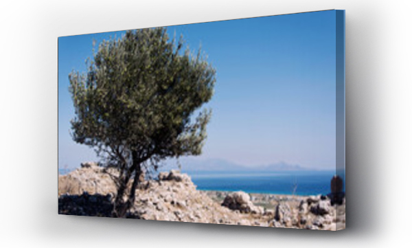 drzewo, drzewo oliwne, Oliwne