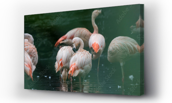 Wizualizacja Obrazu : #389227015 Beautiful flamingo in nature
