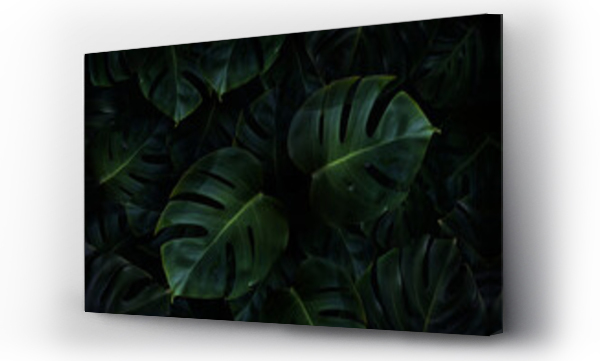 Wizualizacja Obrazu : #391912035 Tropikalne zielone liście monstery tło