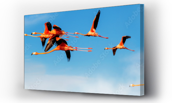 Wizualizacja Obrazu : #392901876 A flock of flying pink flamingos on the background of bright bare sky with clouds. Wild nature. Banner format.