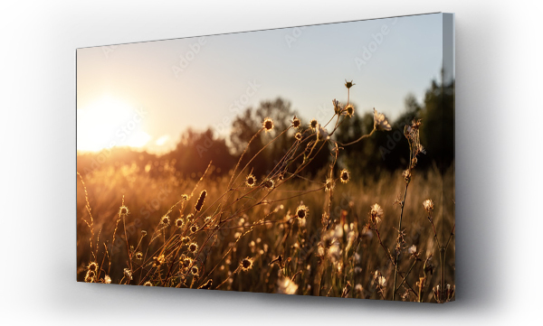 Abstrakcyjny ciepły krajobraz suchych kwiatów polnych i łąki trawy na ciepłej złotej godziny zachodu lub wschodu słońca. Spokojna jesień jesień natura pole tło. Miękkie złote światło słoneczne godzina panoramiczny krajobraz