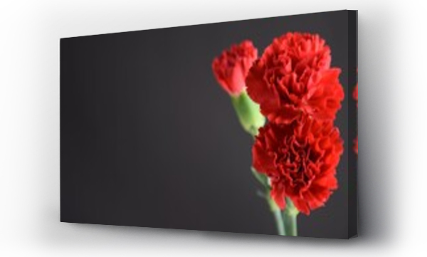 Wizualizacja Obrazu : #393923798 Carnations red flowers on dark background czerwone go?dziki kwiaty na ciemnym tle