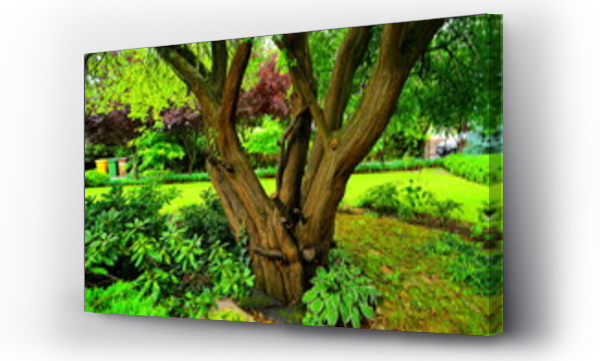 Wizualizacja Obrazu : #394228231 Stare drzewo rosn?ce w przydomowym ogrodzie