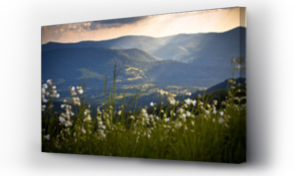 białe kwiaty, Krajobrazy, Kwiaty