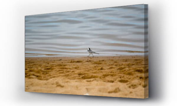 dzika plaża, zwierzęta