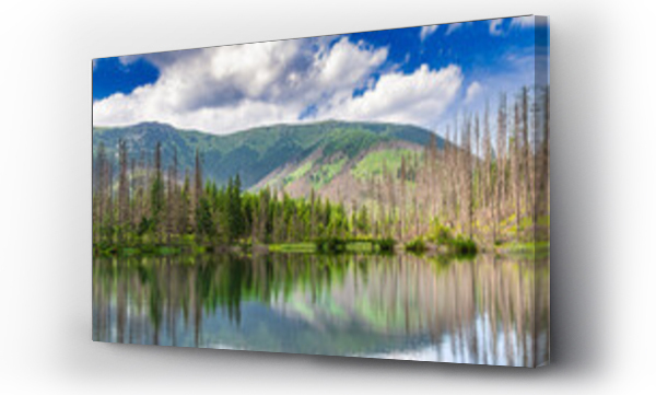 drzewo, jezioro, pejzaż