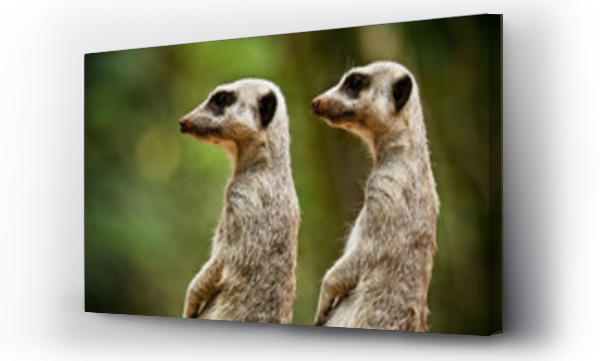 śmieszne, zwierzęta