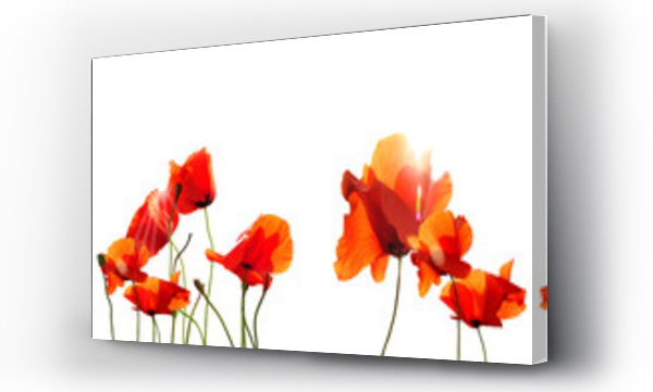 Kwiaty, Maki, łąka, Łąka kwiaty