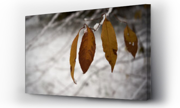 drzewo liściaste, Liście