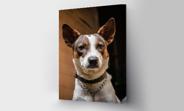 Wizualizacja Obrazu : #397085769 Zbli?enie portret psa, bia?o br?zowy domowy.