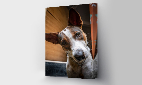 Wizualizacja Obrazu : #397086273 Zbli?enie portret psa, bia?o br?zowy domowy.