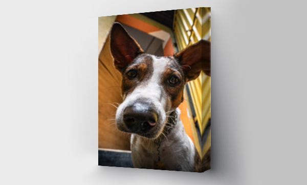 Wizualizacja Obrazu : #397086498 Zbli?enie portret psa, bia?o br?zowy domowy.