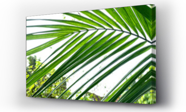 Wizualizacja Obrazu : #397445099 Zielone li?cie palmy na jasnym tle, ?adne tropikalne t?o.