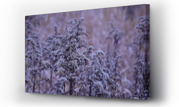 Krajobrazy, zima trawy