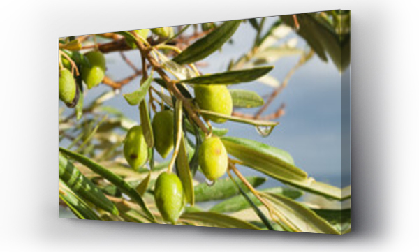 drzewo, Oliwki, włochy