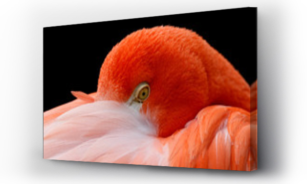 Wizualizacja Obrazu : #40004874 flamingo
