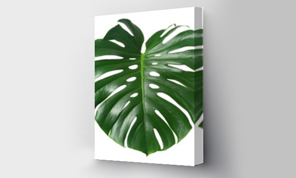 Wizualizacja Obrazu : #400114320 fresh monstera leaf isolated on white backround