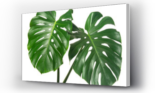 Wizualizacja Obrazu : #400114330 fresh monstera leaf isolated on white backround