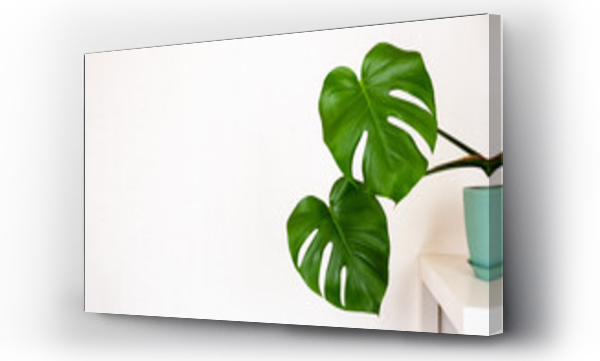 Wizualizacja Obrazu : #400770608 tropical monstera plant in a flower pot on a table against a white wall with a copy space