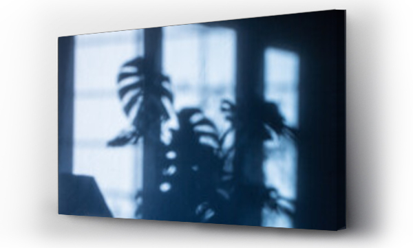 Liście, monstera liść