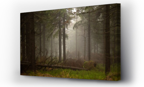 Wizualizacja Obrazu : #403583328 bajkowy widok, tajemniczy las, g?sta mg?a