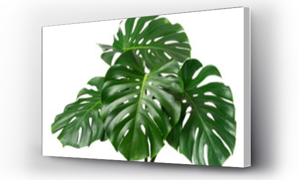 Wizualizacja Obrazu : #404250489 fresh monstera leaf isolated on white backround