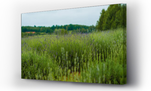 Wizualizacja Obrazu : #404631714 Pole Lawendowe 