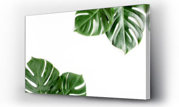 Tropikalne liście palmowe Monstera na białym tle. Flat lay, widok z góry.