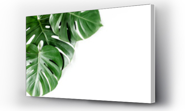 Wizualizacja Obrazu : #405828576 Tropical palm leaves Monstera on white background. Flat lay, top view.