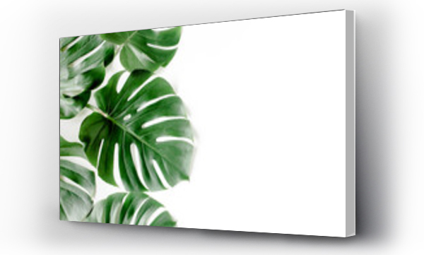 Wizualizacja Obrazu : #405828695 Tropical palm leaves Monstera on white background. Flat lay, top view.