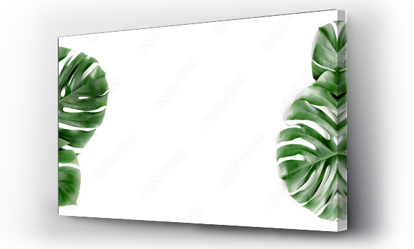Wizualizacja Obrazu : #405829332 Banner of green tropical palm leaves Monstera on white background. Flat lay, top view.