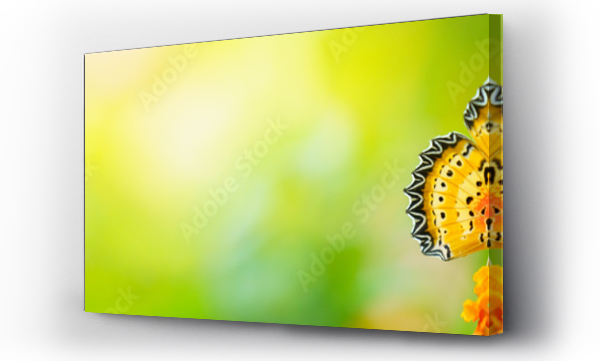 Wizualizacja Obrazu : #405863311 Nature of butterfly and flower in garden using as background butterflies day cover page or banner template brochure landing page wallpaper design