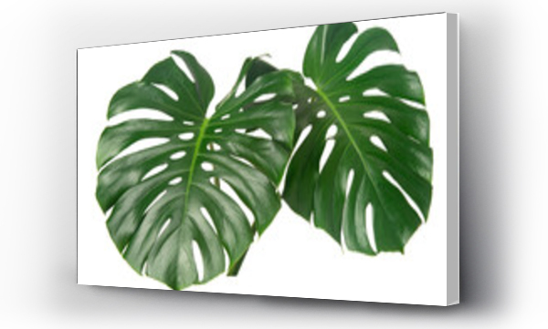 Wizualizacja Obrazu : #406610206 fresh monstera leaf isolated on white backround