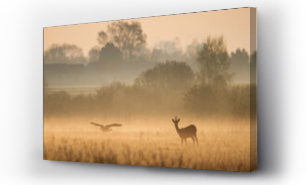 bocian, Poranek, wieś, zwierzęta, Zwierzęta dzikie