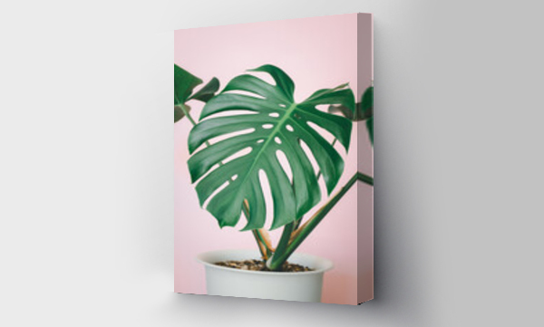 Wizualizacja Obrazu : #407807113 Beautiful monstera flower in a white pot stands on pink background. The concept of minimalism.