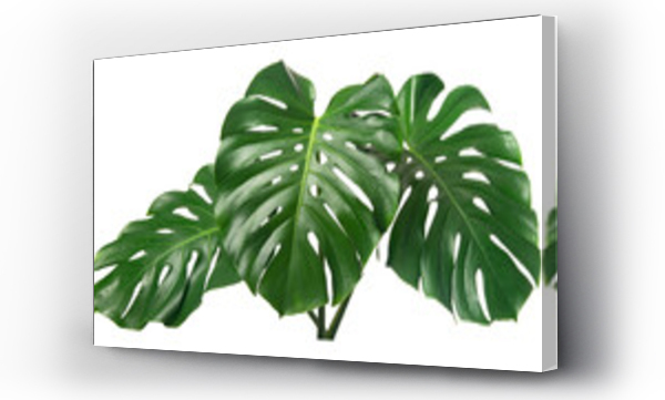 Wizualizacja Obrazu : #408216912 fresh monstera leaf isolated on white backround