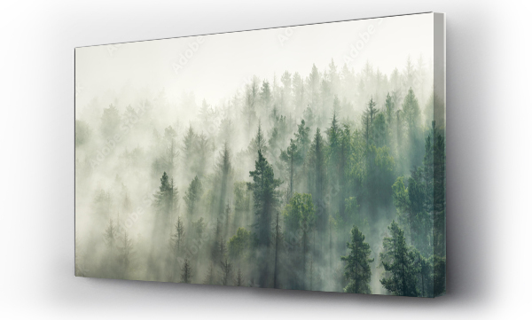 Panoramiczny widok na las z poranną mgłą