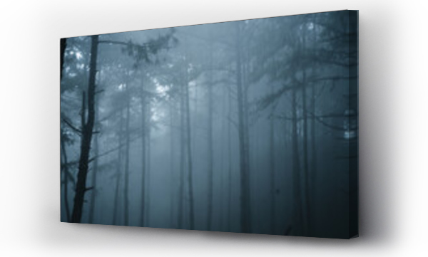 Wizualizacja Obrazu : #410564916 Misty forest,Fog and pine forest in the winter tropical forest