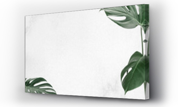 Wizualizacja Obrazu : #411787314 Tropical monstera leaf border frame leaf banner background