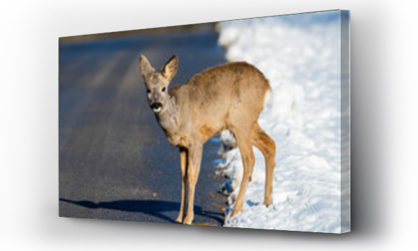 sarny i jelenie, zwierzęta