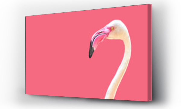 różowy flaming ptak minimalistyczny