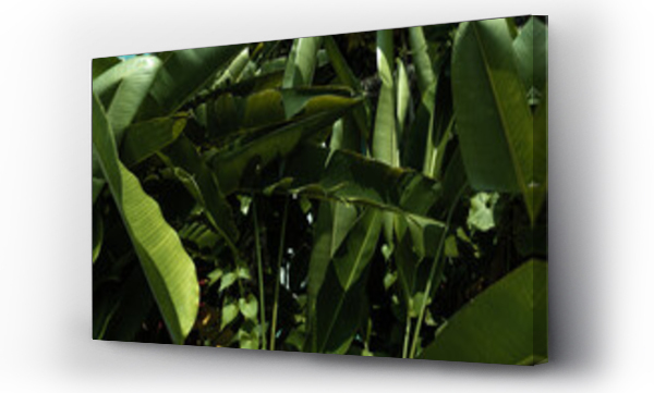 Wizualizacja Obrazu : #415842196 Li?cie ro?liny tropikalnej, pi?kne zielone naturalne t?o, tekstura.