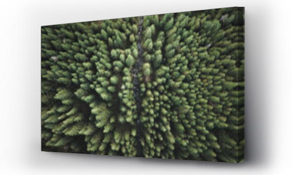 charakter, europa, grzebienie, las, natura