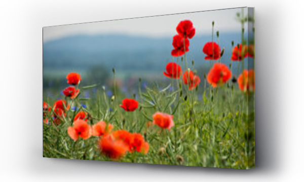 góry, Kwiaty, trawy, łąka, Łąka kwiaty